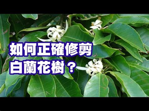 月季花台灣 金玉蘭花種植禁忌